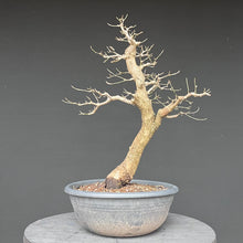 Lade das Bild in den Galerie-Viewer, Bonsai Hartriegel / Cornus mas
