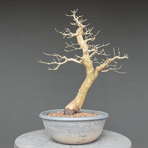 Bonsai Hartriegel / Cornus mas