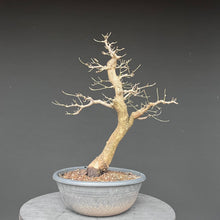 Lade das Bild in den Galerie-Viewer, Bonsai Hartriegel / Cornus mas
