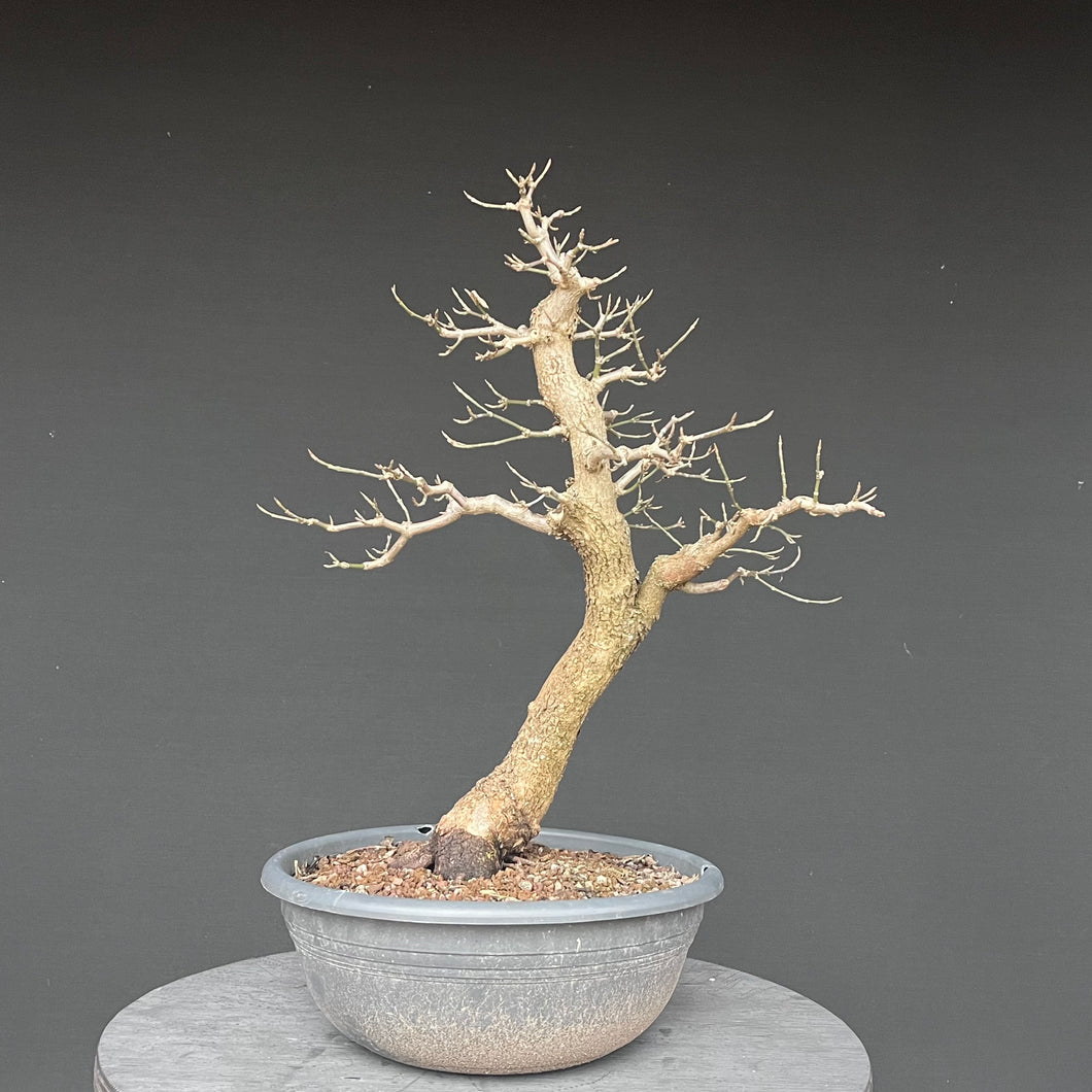 Bonsai Hartriegel / Cornus mas