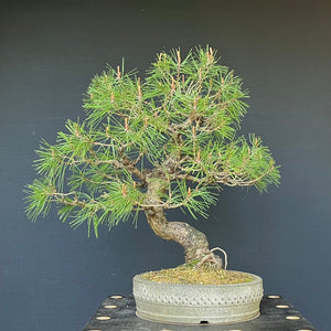 Bonsai Japanische Rotkiefer / Pinus densiflora