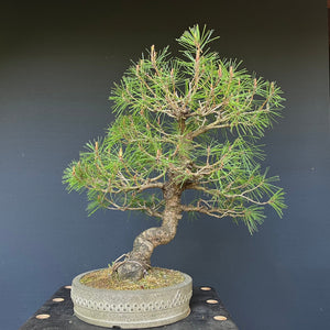 Bonsai Japanische Rotkiefer / Pinus densiflora