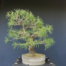Lade das Bild in den Galerie-Viewer, Bonsai Japanische Rotkiefer / Pinus densiflora
