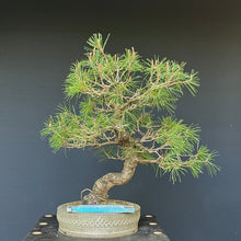 Lade das Bild in den Galerie-Viewer, Bonsai Japanische Rotkiefer / Pinus densiflora
