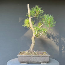 Lade das Bild in den Galerie-Viewer, Bonsai Japanische Schwarzkiefer / Pinus thunbergii
