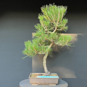 Bonsai Japanische Schwarzkiefer / Pinus thunbergii