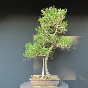 Bonsai Japanische Schwarzkiefer / Pinus thunbergii