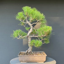 Lade das Bild in den Galerie-Viewer, Bonsai Japanische Schwarzkiefer / Pinus thunbergii
