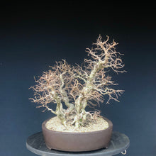 Lade das Bild in den Galerie-Viewer, Koreanische Hainbuche / Carpinus turczaninowii
