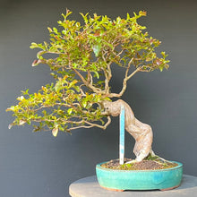 Lade das Bild in den Galerie-Viewer, Bonsai Lagerströmie / Lagerstroemia indica
