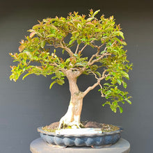 Lade das Bild in den Galerie-Viewer, Bonsai Lagerströmie / Lagerstroemia indica
