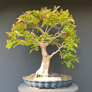 Bonsai Lagerströmie / Lagerstroemia indica