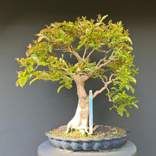 Lade das Bild in den Galerie-Viewer, Bonsai Lagerströmie / Lagerstroemia indica
