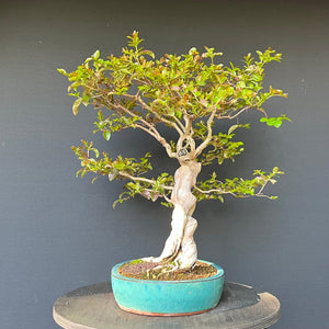 Bonsai Lagerströmie / Lagerstroemia indica