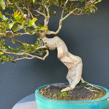 Lade das Bild in den Galerie-Viewer, Bonsai Lagerströmie / Lagerstroemia indica
