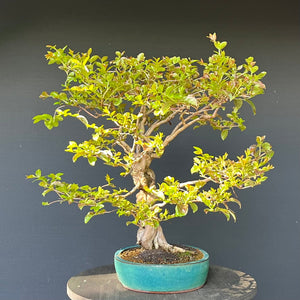 Bonsai Lagerströmie / Lagerstroemia indica