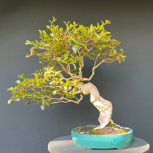 Lade das Bild in den Galerie-Viewer, Bonsai Lagerströmie / Lagerstroemia indica
