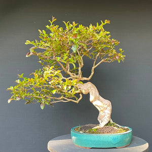 Bonsai Lagerströmie / Lagerstroemia indica