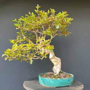 Bonsai Lagerströmie / Lagerstroemia indica