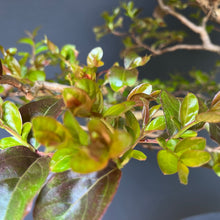 Lade das Bild in den Galerie-Viewer, Bonsai Lagerströmie / Lagerstroemia indica
