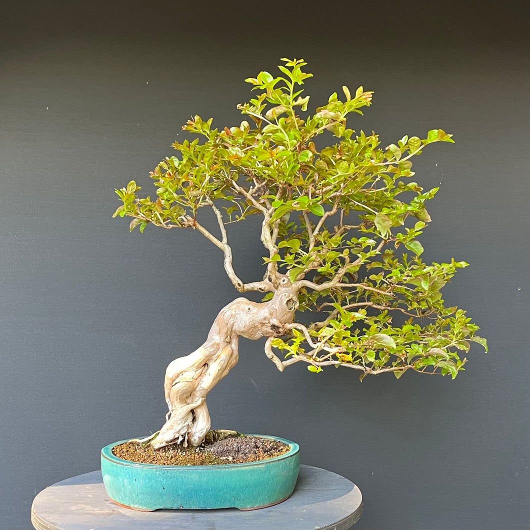 Bonsai Lagerströmie / Lagerstroemia indica