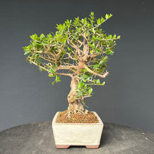 Lade das Bild in den Galerie-Viewer, Bonsai Olive / Olea europaea
