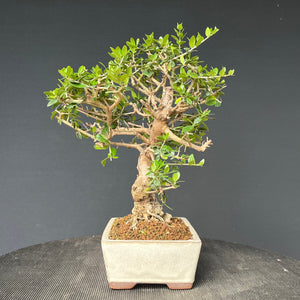 Bonsai Olive / Olea europaea