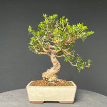 Lade das Bild in den Galerie-Viewer, Bonsai Olive / Olea europaea
