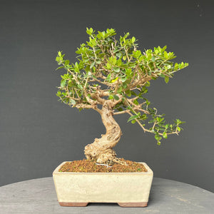 Bonsai Olive / Olea europaea