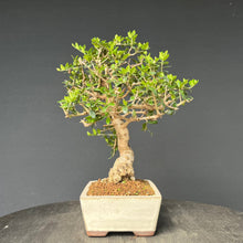 Lade das Bild in den Galerie-Viewer, Bonsai Olive / Olea europaea
