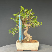 Lade das Bild in den Galerie-Viewer, Bonsai Olive / Olea europaea
