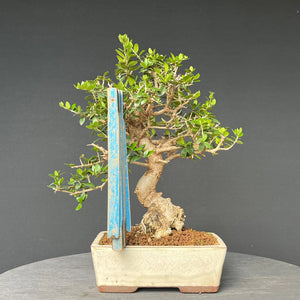 Bonsai Olive / Olea europaea