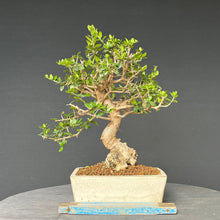 Lade das Bild in den Galerie-Viewer, Bonsai Olive / Olea europaea
