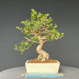 Bonsai Olive / Olea europaea