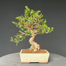 Lade das Bild in den Galerie-Viewer, Bonsai Olive / Olea europaea
