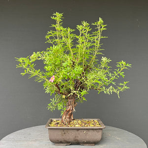 Bonsai Potentilla / Fingerstrauch "Pink Lady"