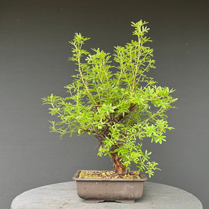 Bonsai Potentilla / Fingerstrauch "Pink Lady"