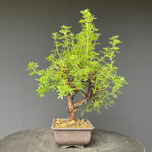 Bonsai Potentilla / Fingerstrauch "Pink Lady"