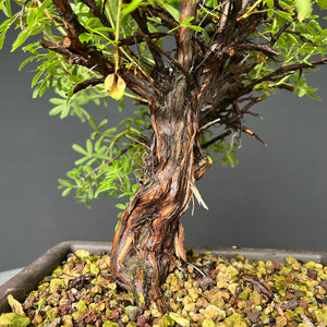 Bonsai Potentilla / Fingerstrauch "Pink Lady"