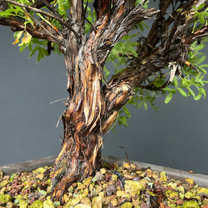 Bonsai Potentilla / Fingerstrauch "Pink Lady"