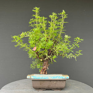 Bonsai Potentilla / Fingerstrauch "Pink Lady"