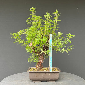 Bonsai Potentilla / Fingerstrauch "Pink Lady"