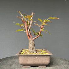 Lade das Bild in den Galerie-Viewer, Bonsai Rotblättriger Zierpfirsich &#39;Spring Glory&#39; / Prunus persica
