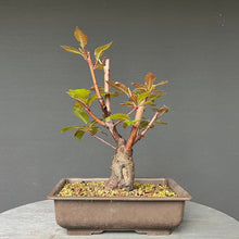 Lade das Bild in den Galerie-Viewer, Bonsai Rotblättriger Zierpfirsich &#39;Spring Glory&#39; / Prunus persica
