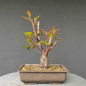 Bonsai Rotblättriger Zierpfirsich 'Spring Glory' / Prunus persica