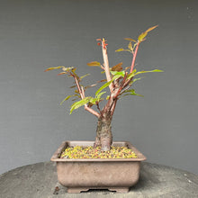 Lade das Bild in den Galerie-Viewer, Bonsai Rotblättriger Zierpfirsich &#39;Spring Glory&#39; / Prunus persica
