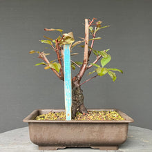 Lade das Bild in den Galerie-Viewer, Bonsai Rotblättriger Zierpfirsich &#39;Spring Glory&#39; / Prunus persica
