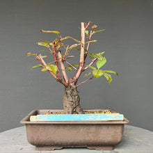 Lade das Bild in den Galerie-Viewer, Bonsai Rotblättriger Zierpfirsich &#39;Spring Glory&#39; / Prunus persica
