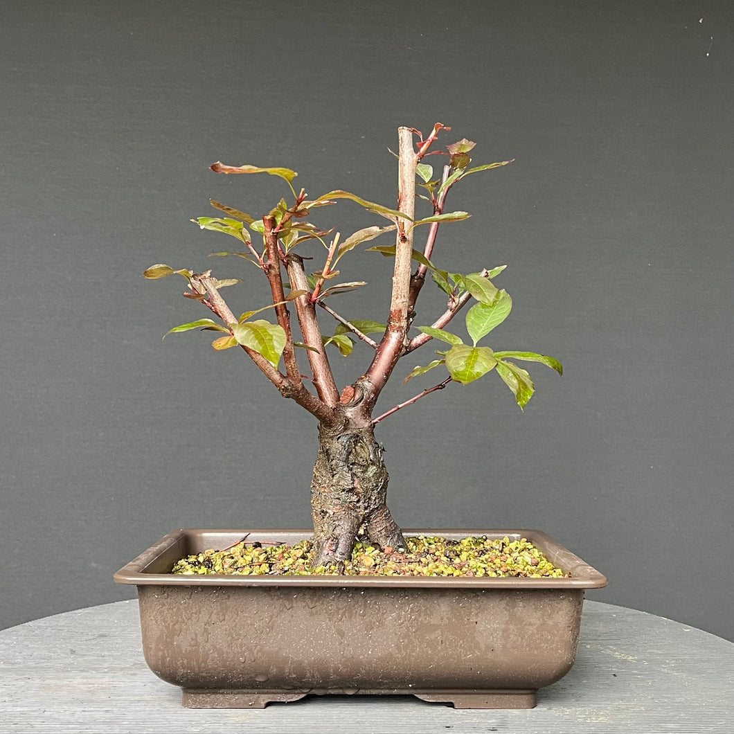 Bonsai Rotblättriger Zierpfirsich 'Spring Glory' / Prunus persica