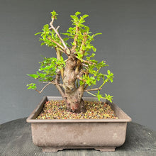 Lade das Bild in den Galerie-Viewer, Bonsai Schlehe / Prunus spinosa
